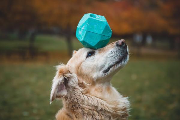 Ruffwear Gnawt-a-Rock Toy Glacial Blue Ruffwear Gnawt-a-Rock Toy Glacial Blue